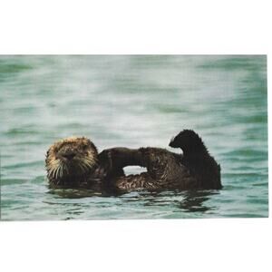 Sea Otter Postcard Unposted